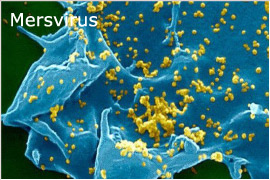 Mers virus